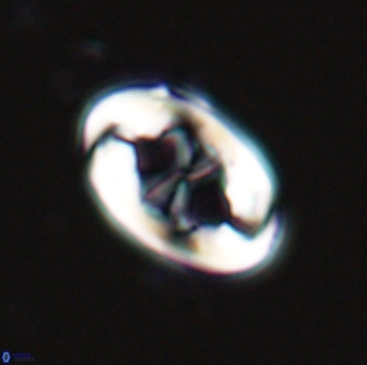 Neochiastozygus distentus 25019