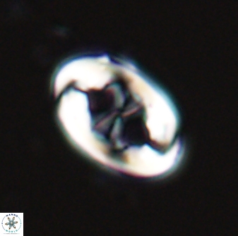 Neochiastozygus distentus 25019