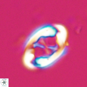 Neochiastozygus distentus 25024