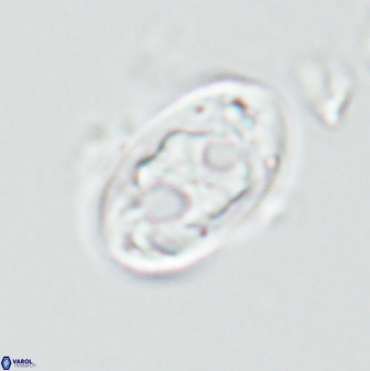 Neochiastozygus distentus 25025