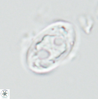 Neochiastozygus distentus 25025