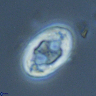 Neochiastozygus distentus 25026