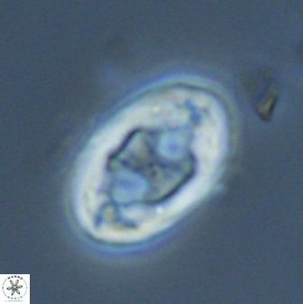 Neochiastozygus distentus 25026