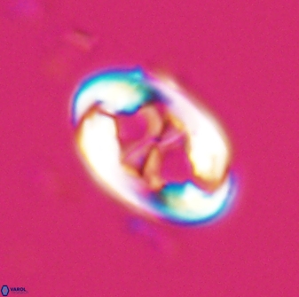Neochiastozygus distentus 25020