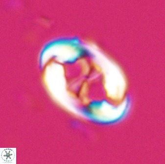 Neochiastozygus distentus 25020