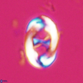 Neochiastozygus distentus 25021