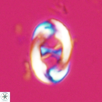 Neochiastozygus distentus 25021