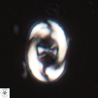 Neochiastozygus distentus 25022