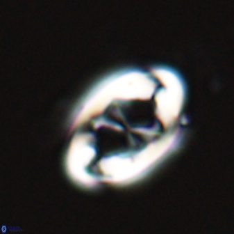 Neochiastozygus distentus 25023