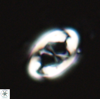 Neochiastozygus distentus 25023