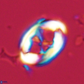 Neochiastozygus distentus 20167