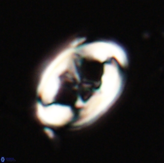 Neochiastozygus distentus 20168