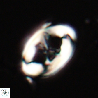 Neochiastozygus distentus 20168