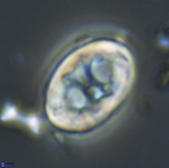 Neochiastozygus distentus 20175