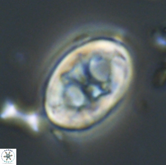 Neochiastozygus distentus 20175