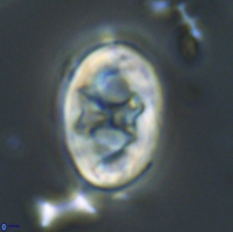 Neochiastozygus distentus 20176