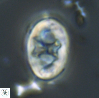 Neochiastozygus distentus 20176