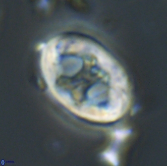 Neochiastozygus distentus 20177