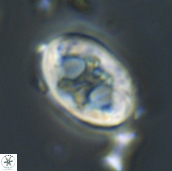 Neochiastozygus distentus 20177