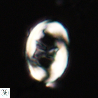 Neochiastozygus distentus 20170