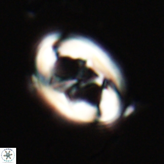 Neochiastozygus distentus 20171