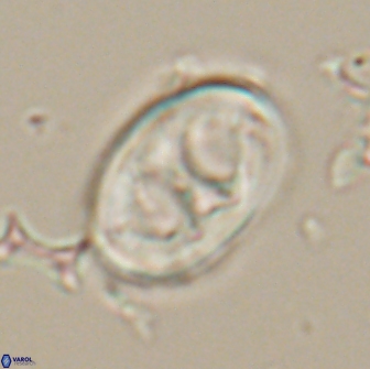 Neochiastozygus distentus 20173