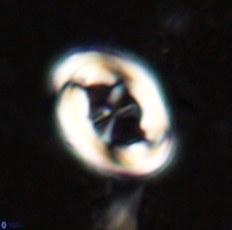 Neochiastozygus distentus 23309