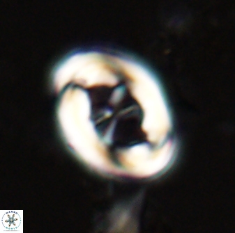 Neochiastozygus distentus 23309