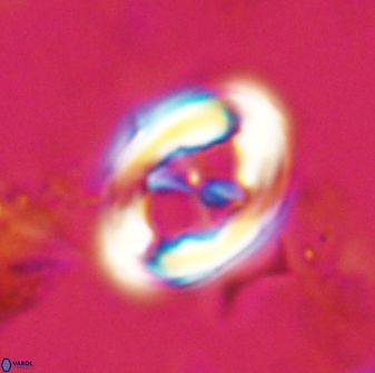 Neochiastozygus distentus 23314