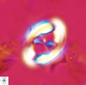 Neochiastozygus distentus 23314