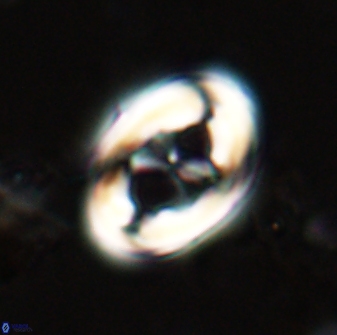Neochiastozygus distentus 23315