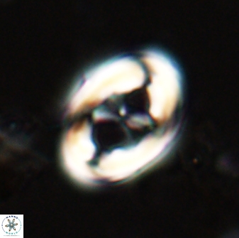 Neochiastozygus distentus 23315