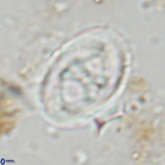 Neochiastozygus distentus 23316