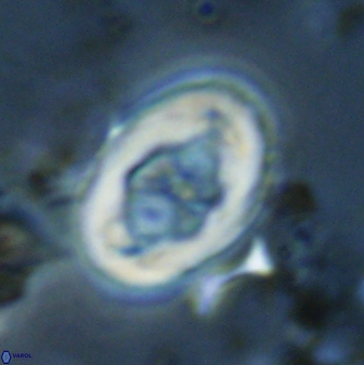Neochiastozygus distentus 23317