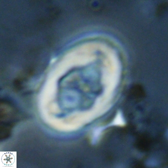 Neochiastozygus distentus 23317