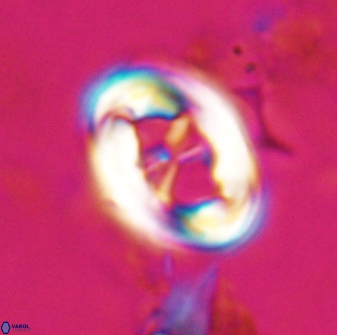 Neochiastozygus distentus 23310