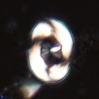 Neochiastozygus distentus 23312