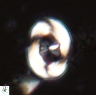 Neochiastozygus distentus 23312