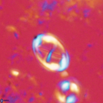 Neochiastozygus dyomisa 60709
