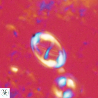 Neochiastozygus dyomisa 60709