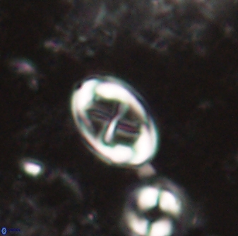 Neochiastozygus dyomisa 60710