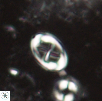 Neochiastozygus dyomisa 60710