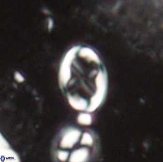 Neochiastozygus dyomisa 60711