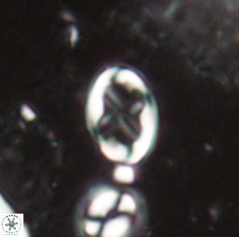 Neochiastozygus dyomisa 60711