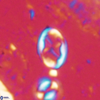 Neochiastozygus dyomisa 60712