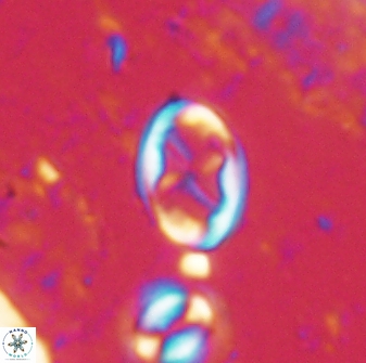 Neochiastozygus dyomisa 60712