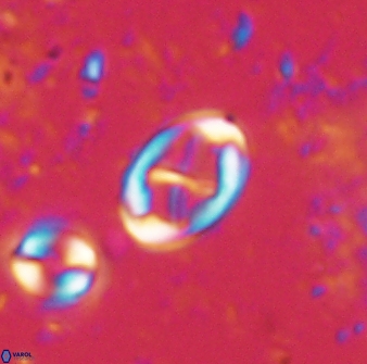 Neochiastozygus dyomisa 60713