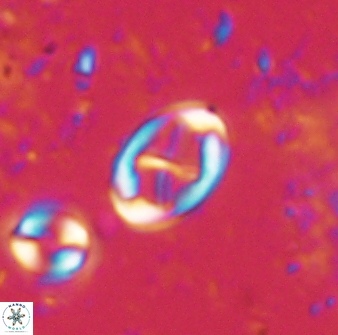 Neochiastozygus dyomisa 60713