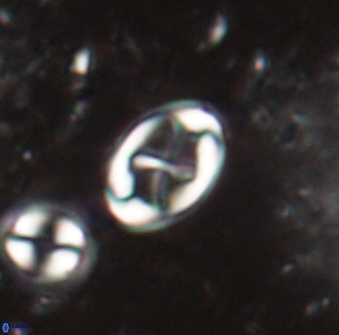 Neochiastozygus dyomisa 60714