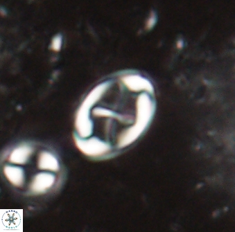 Neochiastozygus dyomisa 60714